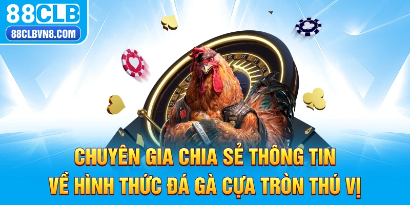 Chuyên gia chia sẻ thông tin về hình thức ​​đá gà cựa tròn thú vị