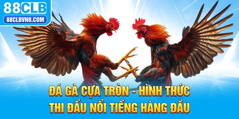 Đá gà cựa tròn