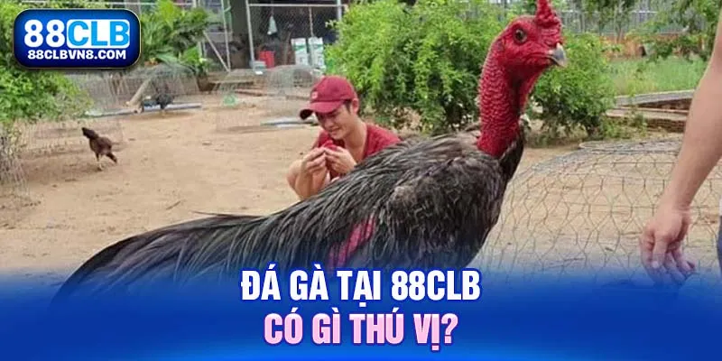 Đá Gà Nòi