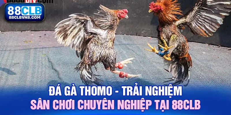 Đá Gà Thomo