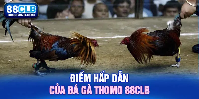 Đá Gà Thomo