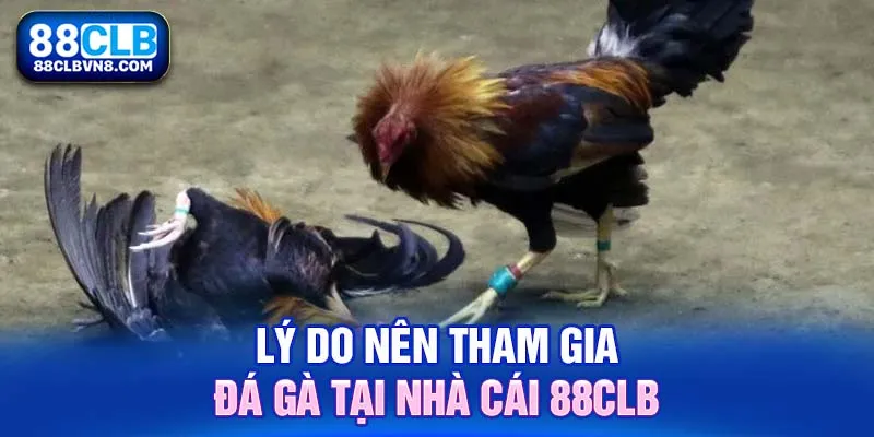 Đá Gà Nòi