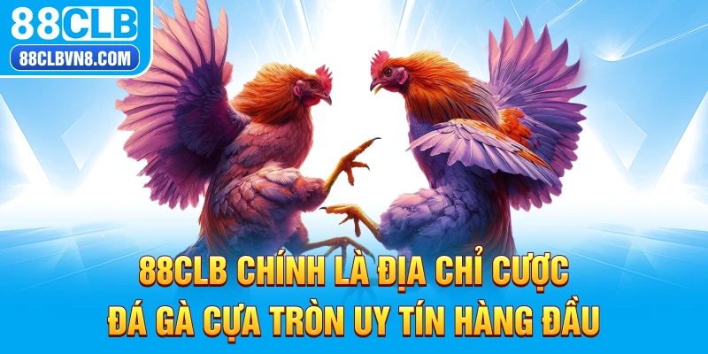 ​​88CLB chính là địa chỉ cược đá gà cựa tròn uy tín hàng đầu